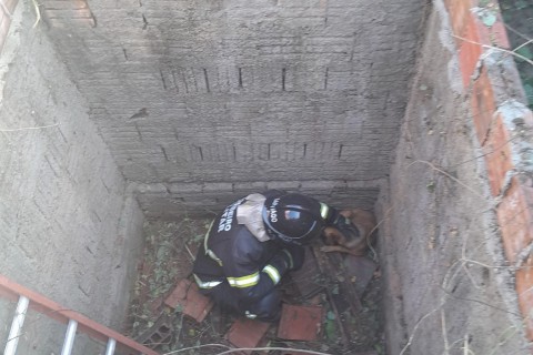 Bombeiros do RN resgatam dois cães de dentro de fossa em Mossoró