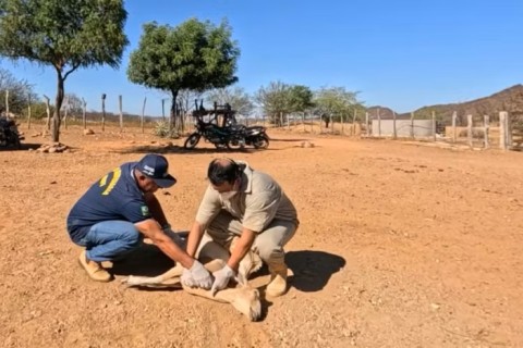 Sobe para 612 o número de animais mortos após uso de vacina no Nordeste
